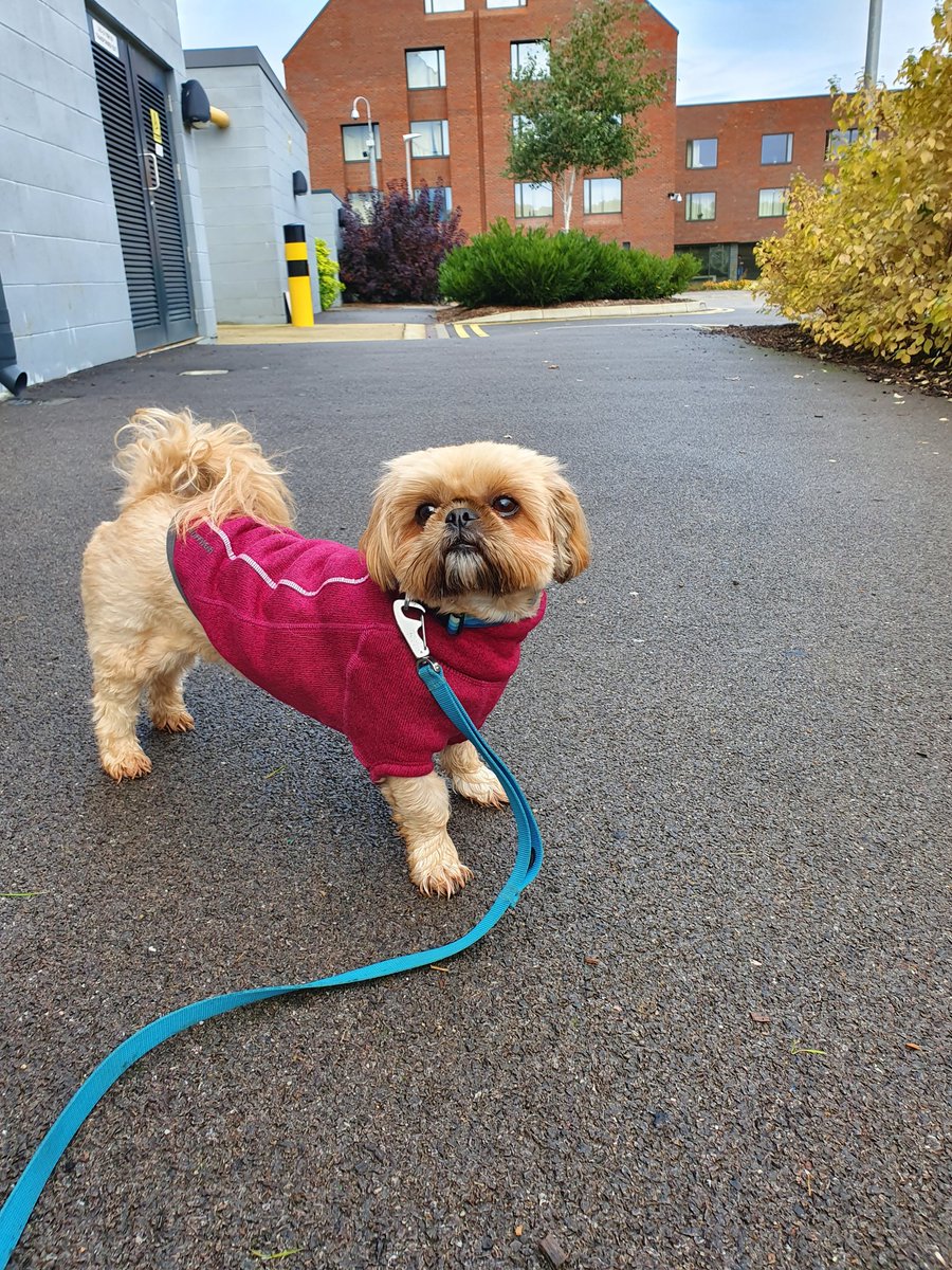 GetSet_Vet's tweet photo. Moody sky at @SurreyVet today as we both go play our part in student exams. I'm examining in farm, and if you're lucky, you'll get a Remy cuddle during your smallies practicals. Good luck everyone. #petsofvets #aweekinthelife #farmvet https://t.co/MOcZMFMVuw