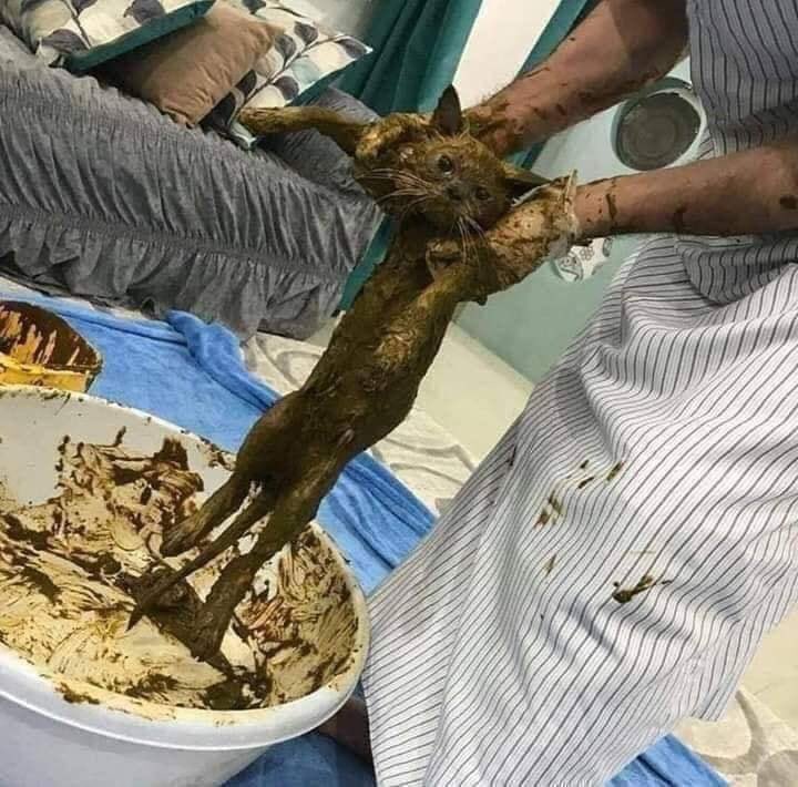 Younis_Hussein_'s tweet image. A Yemeni in Italy was dipping cats in henna and selling them as rare breeds 🇾🇪 🇮🇹 🐈😂
#Yemen