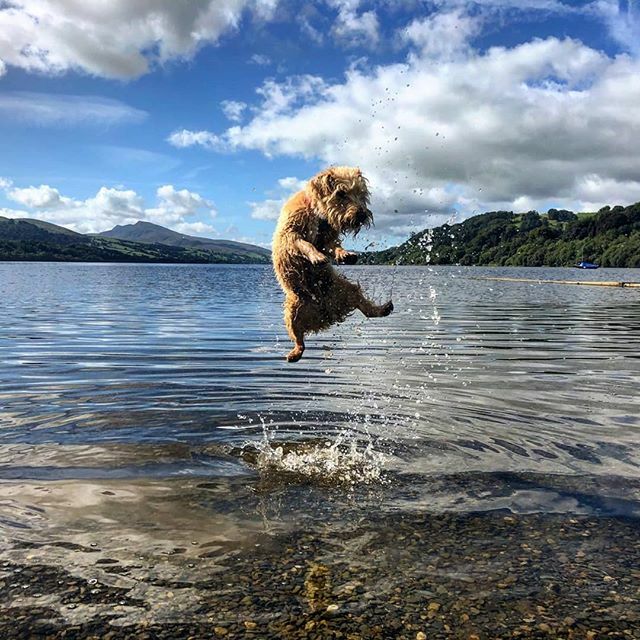 cal_whyte's tweet photo. Hitting hump day like....
.
.
.
📸 @meg_whyte
#doggo #dogsofinstagram #maddog #lakelandterrier #lakedistrict #jackrussellterrier https://t.co/WMhuGeW2jR