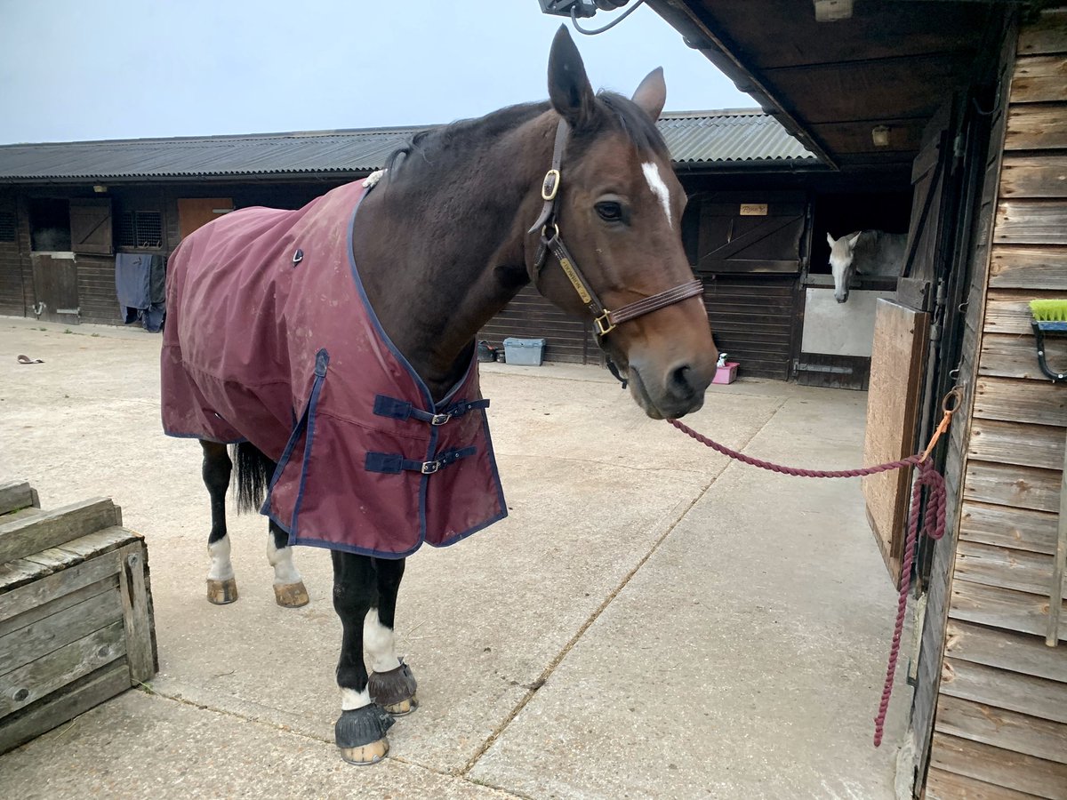 littledave72's tweet photo. Boo, rug on to stop me getting muddy &amp; over reach boots to prevent me losing another shoe 🙄 .... can still get my neck and face muddy 😈 #devildave #phlittledave #littledave #phbowron #countrylife https://t.co/0Lv6eWZjZI