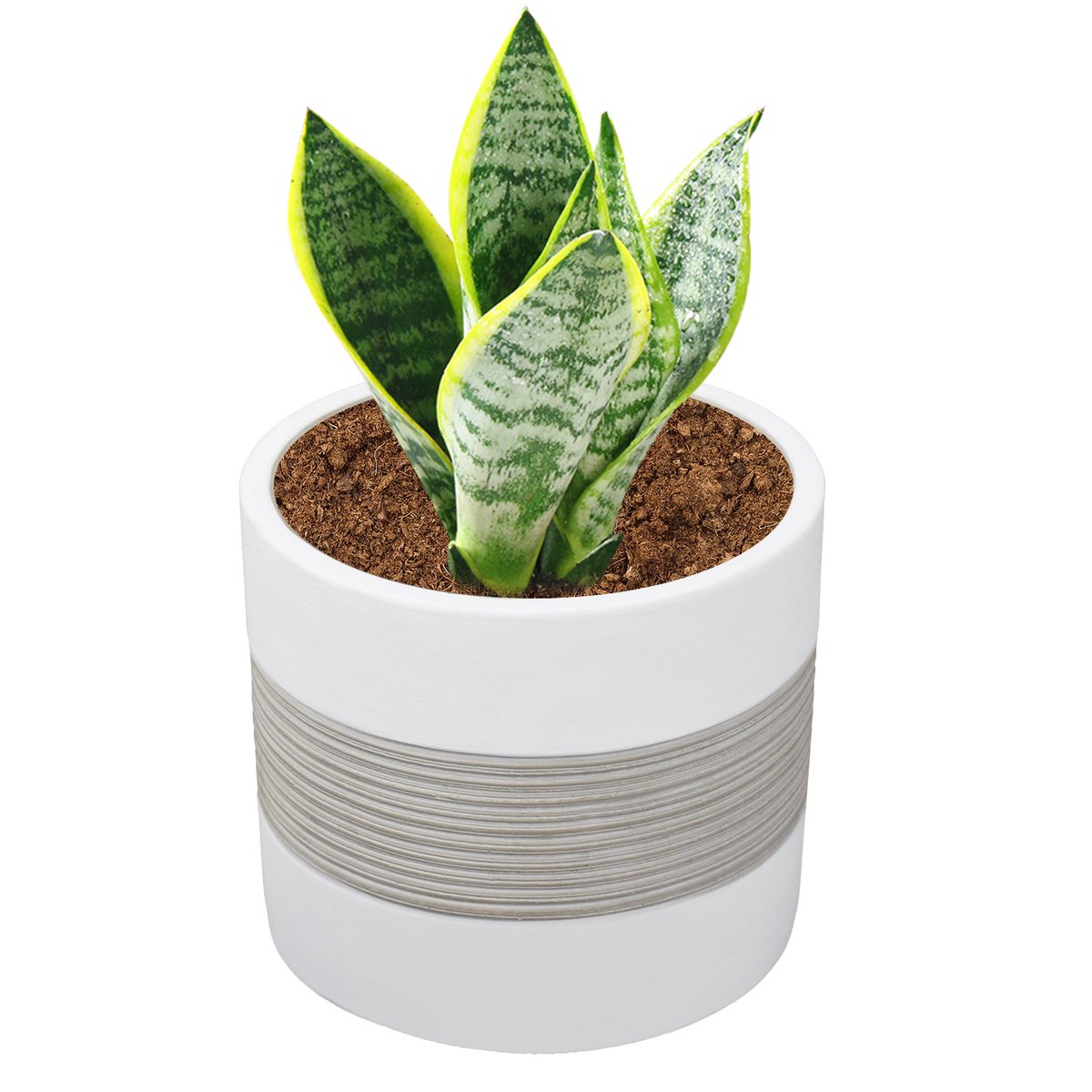 The Next Gardener tweet media