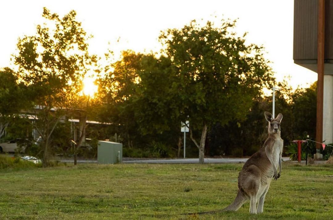 Study Sunshine Coast (@studyscoast) on Twitter photo Everyone is back on campus at <a href="/usceduau/">UniSC: University of the Sunshine Coast</a> after a break - including this keen kangaroo! βπΈ @simano_norbert #studysunshinecoast Everyone is back on campus at <a href="/usceduau/">UniSC: University of the Sunshine Coast</a> after a break - including this keen kangaroo! βπΈ @simano_norbert #studysunshinecoast