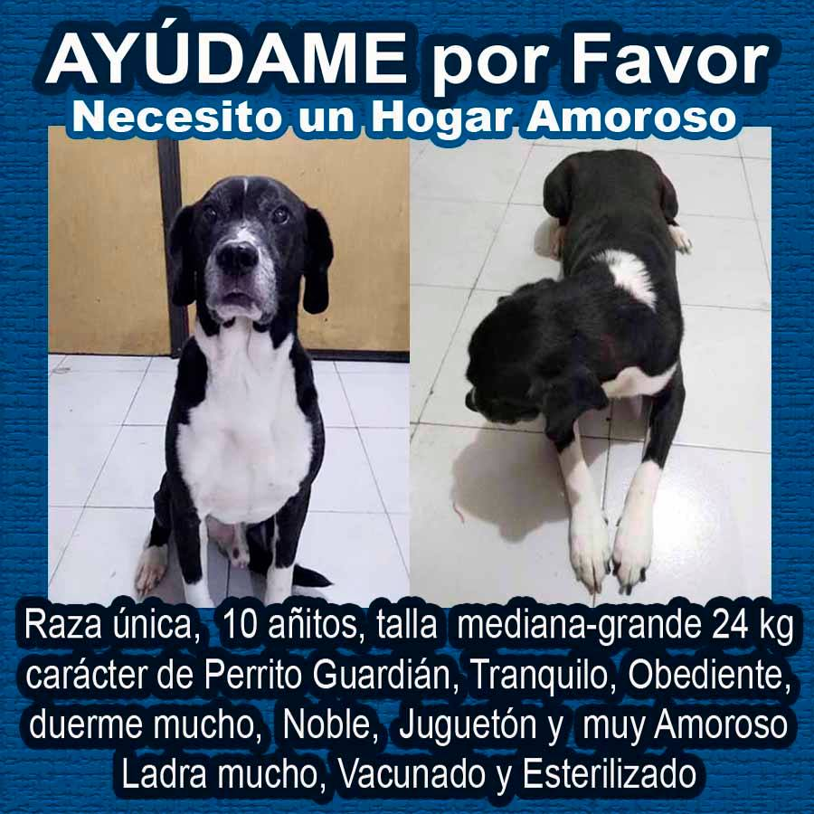 rcancino's tweet photo. #AYUDA por Favor 😭 Perrito en #ADOPCIÓN 🥺
necesita persona que Ame a los Animales, Responsable y comprometida que le de un Hogar Feliz, Muchisimas #GRACIAS!!!
#contacto WhatsApp 5531399591 https://t.co/VBYsIUZdn3