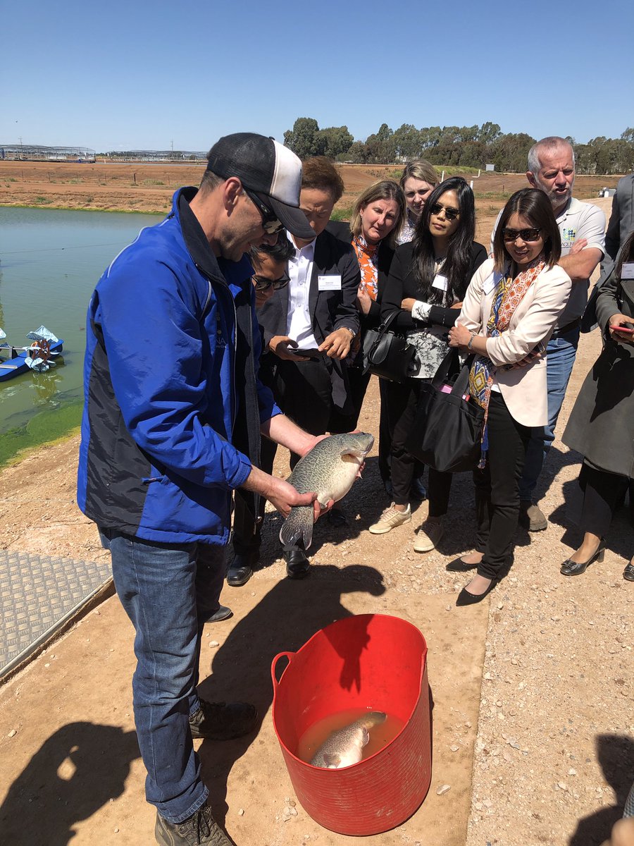 IanSmithRNSW's tweet photo. Matt from Aquna Murray Cod showing Trade Mission delegates from 14 countries the best sustainable freshwater fish in the world! #investregionalnsw #innovation #sustainability https://t.co/98ZcmQknDa