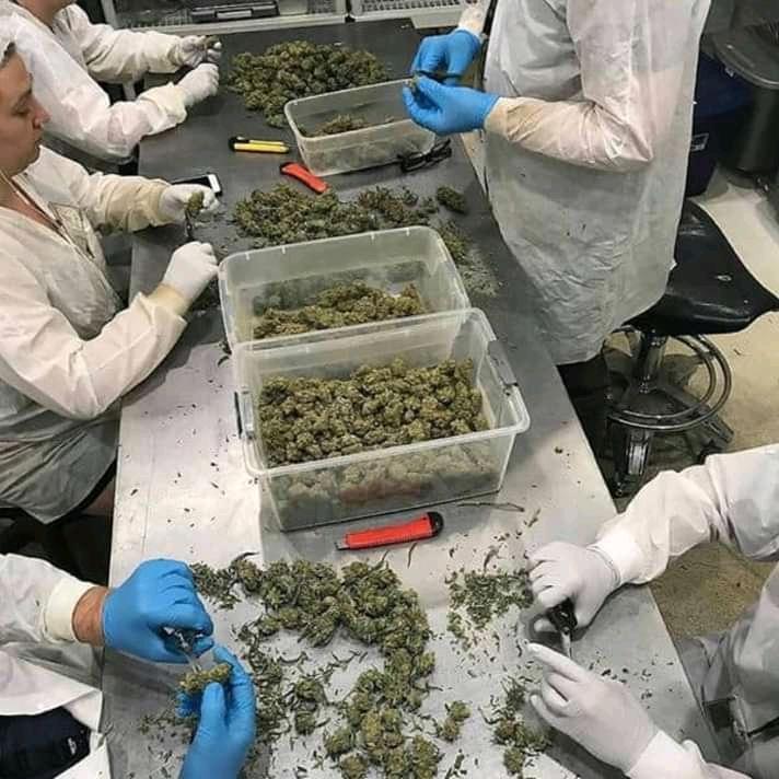 StarTexaco's tweet image. Weed is available if you need an order contact me on Whatsapp +1 (402) 313-9152