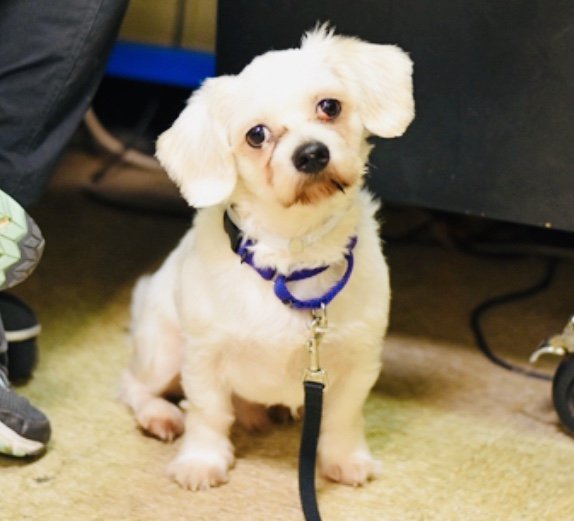 KeithOlbermann's tweet photo. Dude is a terrified stray in pain with an eye illness. Their solution is not to get him a vet, but to kill him Tuesday. He’s 17 pounds, 2 years old and Rescue pledges for Dude #77199 via @TomJumboGrumbo can get him training and a good life. PLEASE RT DUDE
https://t.co/fOzl59W9Ve https://t.co/MWHFsrYF4i