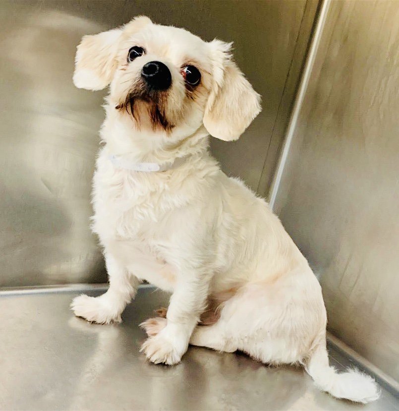 KeithOlbermann's tweet photo. Dude is a terrified stray in pain with an eye illness. Their solution is not to get him a vet, but to kill him Tuesday. He’s 17 pounds, 2 years old and Rescue pledges for Dude #77199 via @TomJumboGrumbo can get him training and a good life. PLEASE RT DUDE
https://t.co/fOzl59W9Ve https://t.co/MWHFsrYF4i