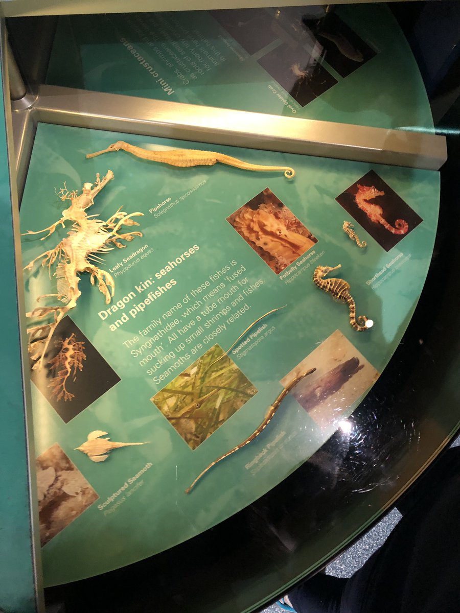 MissMurray101's tweet photo. Year 4 Excursion was a huge success! What a fun day exploring the different aspects of the environment! #CBL #melbournemuseum @AitkenCreekPS @MrH_ACPS @MissMiller_ACPS @Ms_Anderson_4B @MissBell101 @MissB_ACPS @MissMurray101 https://t.co/3TmQ9Fw1ly