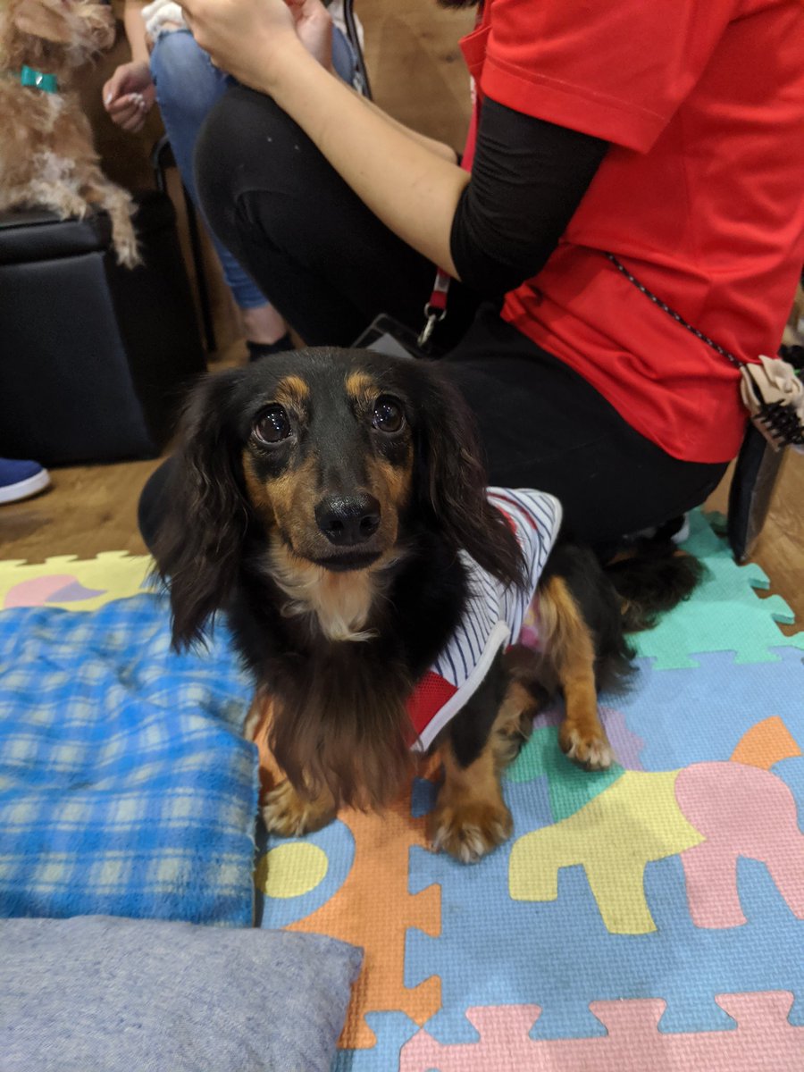 Twitter पर 保護犬カフェ 堺店 アルタ ミニチュアダックスフンド 6才 ふだんはとーってもおとなしくて静かな子ですが テンション上がるとカフェの端から端まで猛ダッシュします 家族に迎えてくださる方は保護犬カフェ堺店までお問い合わせください 保護犬カフェ
