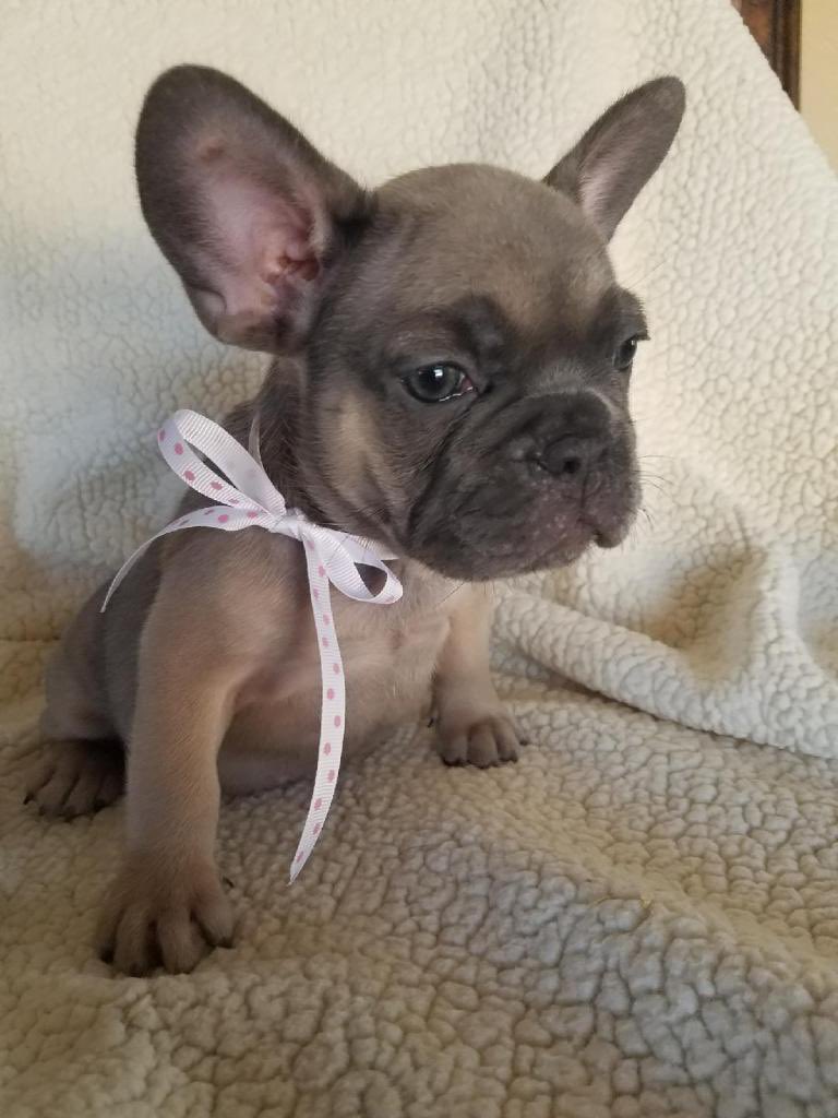 royal blue french bulldogs