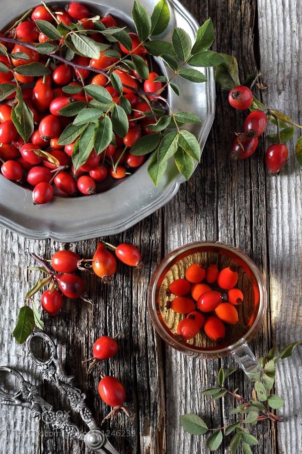 Good evening heathens! Today's forage in the wood. Beautiful blood red rosehips! Which I turned into a enchanting✨ woodland cordial! Read more here.~ 🥀🍷 instagram.com/p/B3YrBgdAhR2/ #wildbooze #woodwitchways