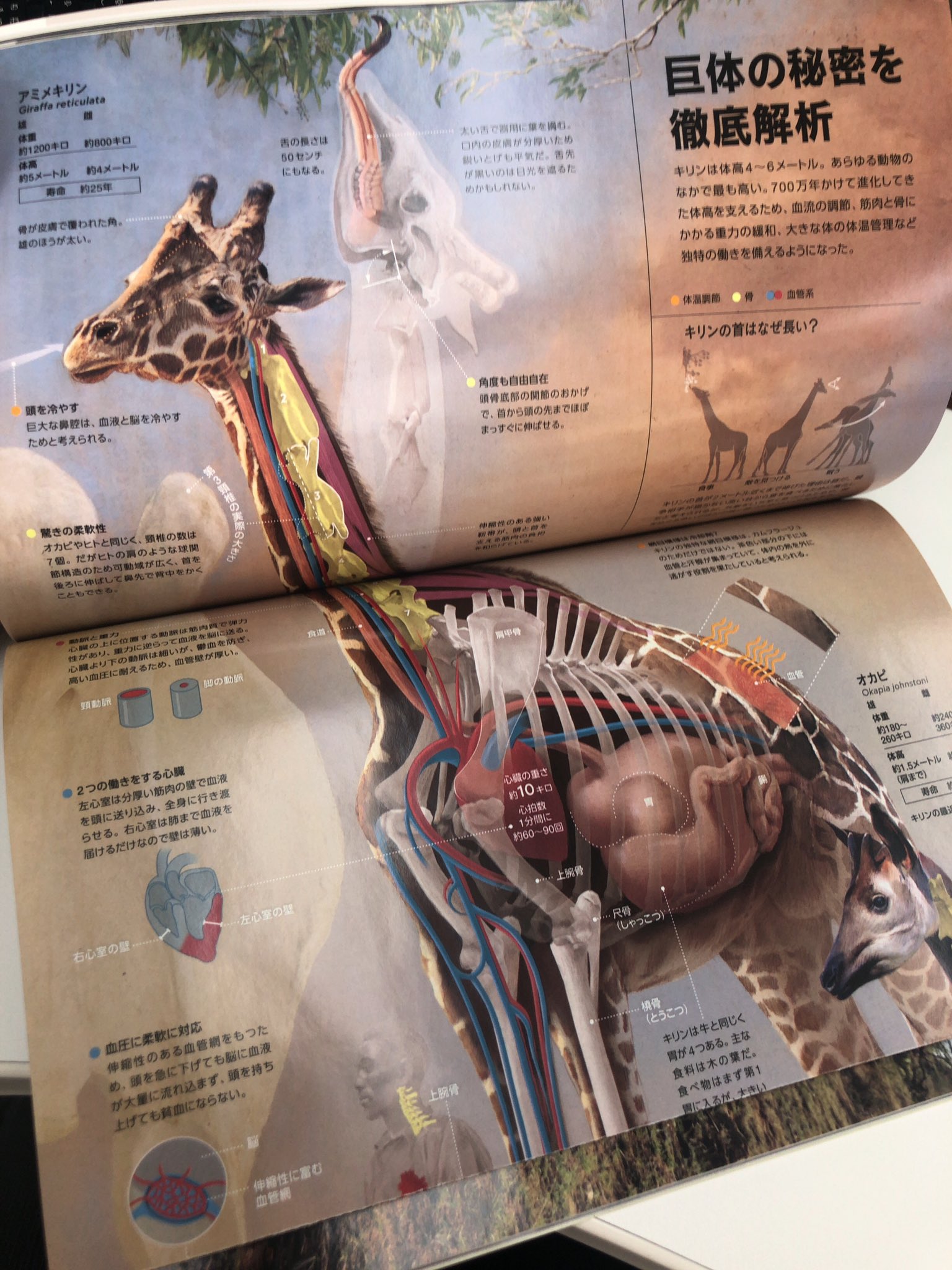 きりんさんが好きです No Twitter 絶滅 って表紙見て まさかと思い 立ち読みしたらやっぱりキリンが 買った ナショナルジオグラフィック キリン