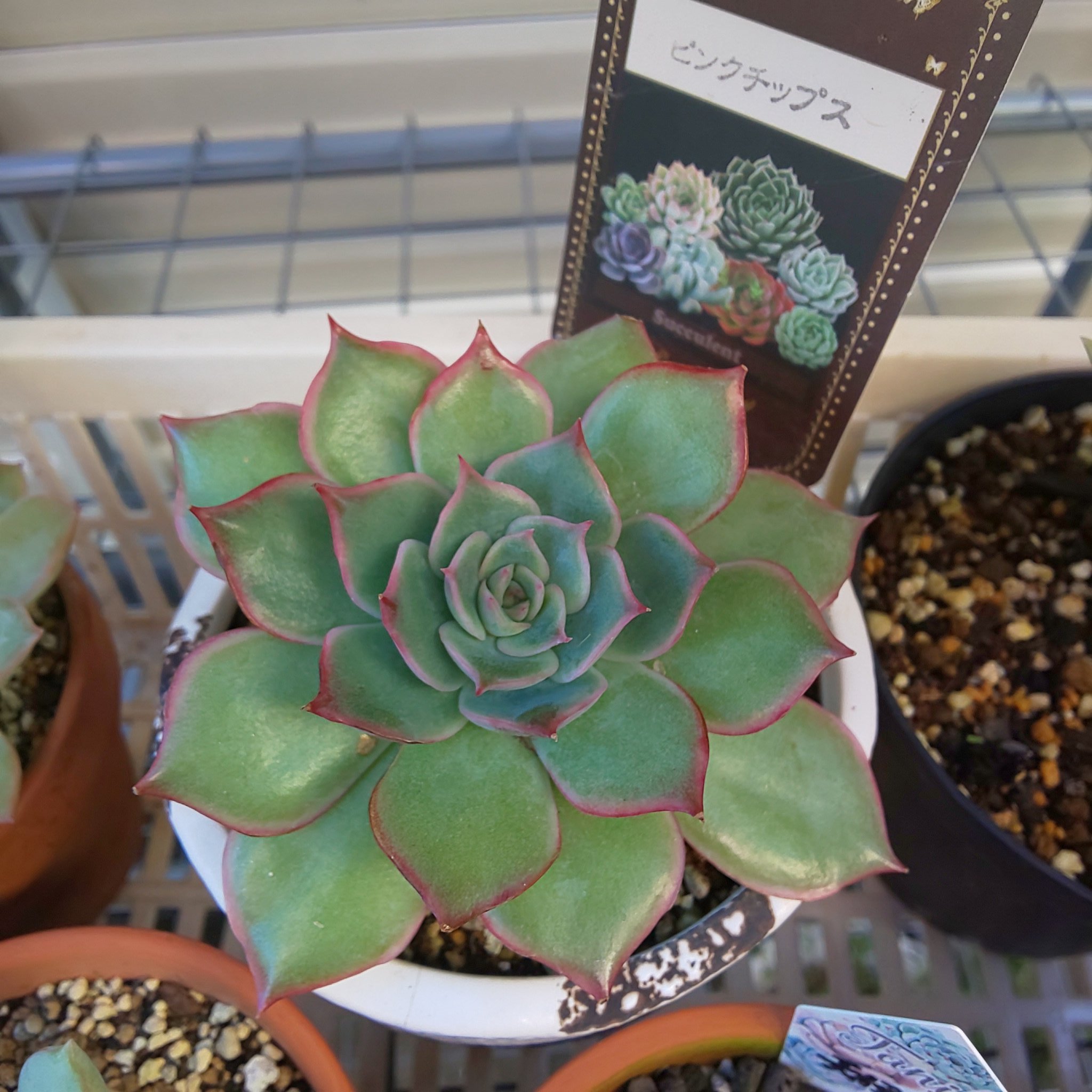 ボタン ピンクチップスちゃんです 多肉ちゃんは良いですね ピンクチップス 多肉