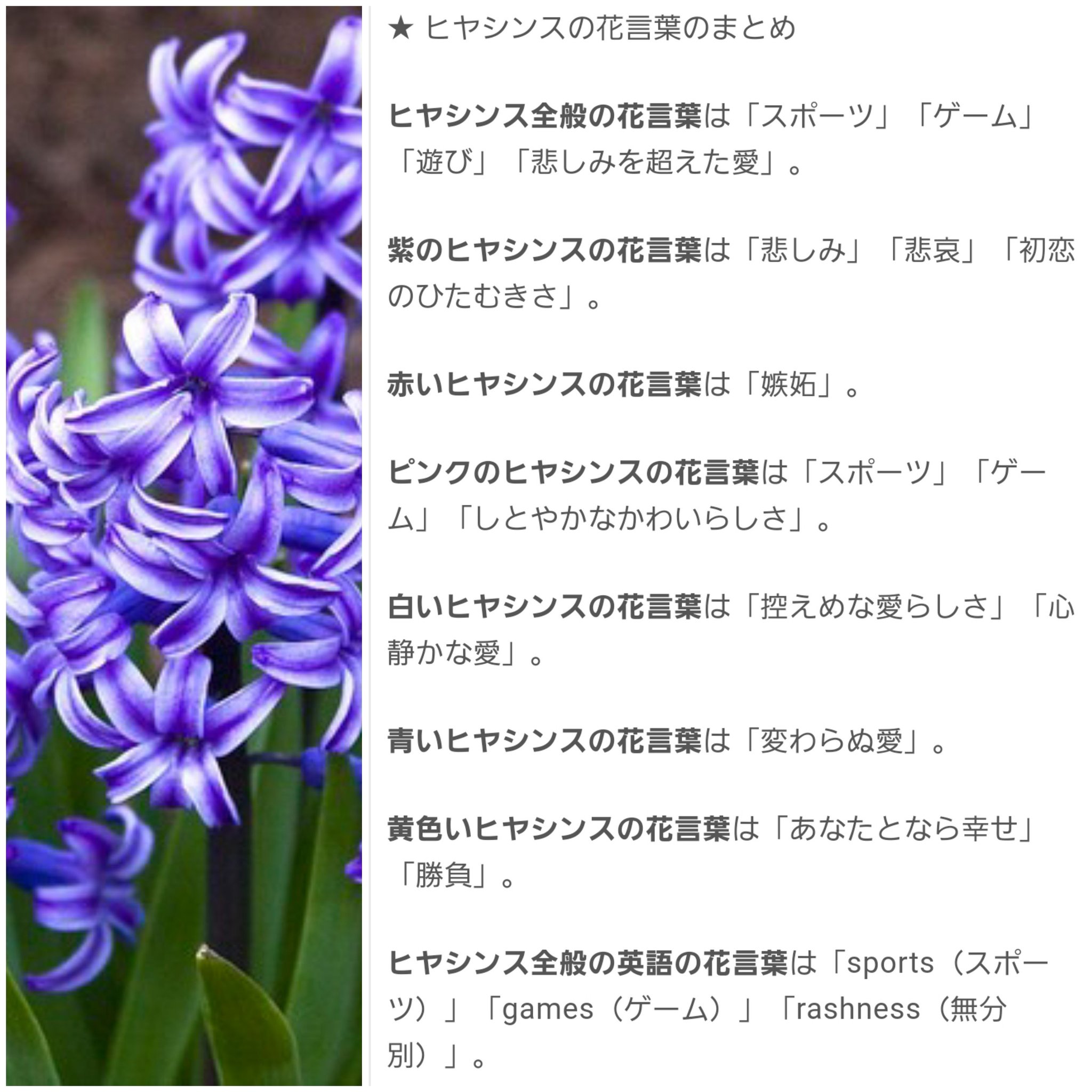 しろろくろろ ゲーム ヒヤシンスは色別でも花言葉が沢山あるのが読書家っぽい シンビジュームの飾らない心はシン語と矛盾してて逆に意味深っぽい 言葉は飾るけど嘘は吐かない的な シンクライリアナの 優しい感受性 は感受性がシンっぽい まあ深読み