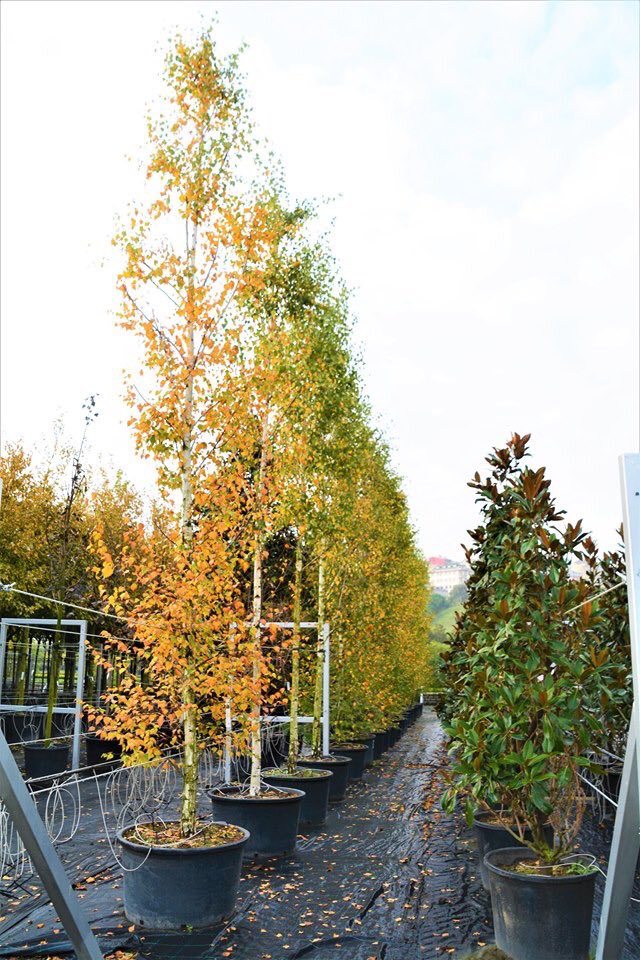 agacvepeyzajas's tweet photo. Himalaya Huşu, Betula utilis. 
Sonbahar renklenmesi ve beyaz gövde kabuğu ile peyzaj uygulamalarında sıkça tercih edilir.
Sonbaharda sarı-bronz bir renk alır. 
Güneşli yerlerde yetişir. Hızlı büyür. Kumlu, süzek ve kuru toprakları tercih eder. Soğuklara dayanıklıdır. #huş #betula https://t.co/59u34LZmPO