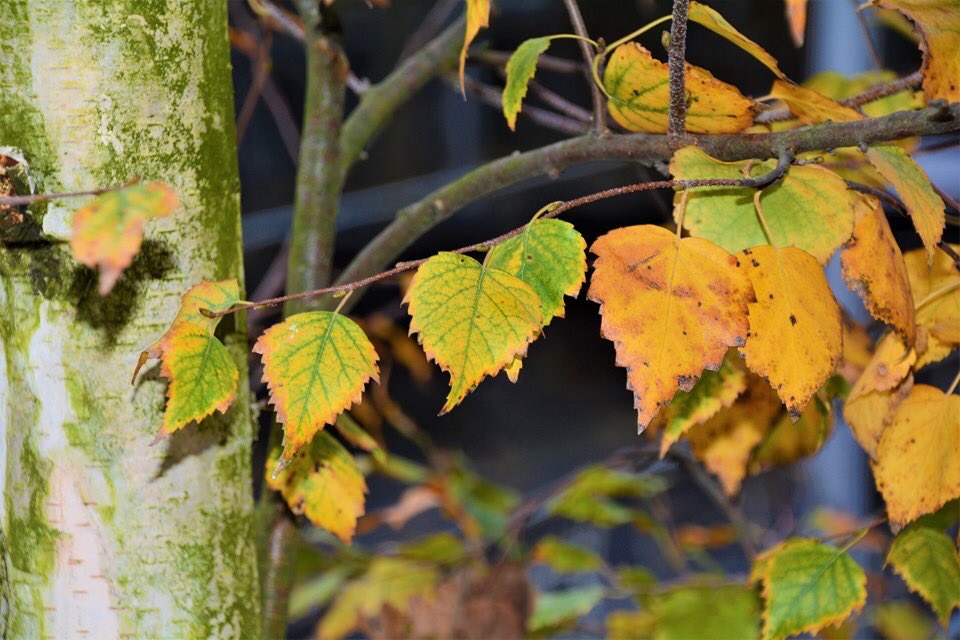 agacvepeyzajas's tweet photo. Himalaya Huşu, Betula utilis. 
Sonbahar renklenmesi ve beyaz gövde kabuğu ile peyzaj uygulamalarında sıkça tercih edilir.
Sonbaharda sarı-bronz bir renk alır. 
Güneşli yerlerde yetişir. Hızlı büyür. Kumlu, süzek ve kuru toprakları tercih eder. Soğuklara dayanıklıdır. #huş #betula https://t.co/59u34LZmPO
