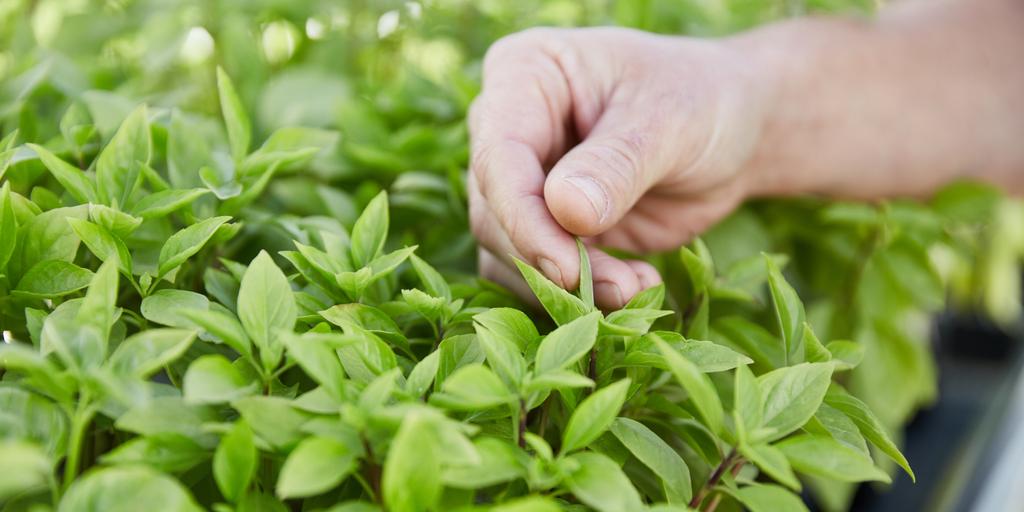 CnSeeds's tweet photo. When assessing breeding trials we look for traits that are worth retaining within the breeding lines of our varieties.
#CNSeeds #Plantbreedingmatters #innvoationculture #plantinnovation #breedinglines #breedingtrials https://t.co/pRqQPXXsr2