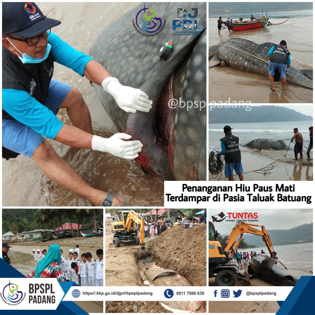 Siapa yg kmrn heboh ada #HiuPaus terdampar ?

Nah #SahabatBahari <a href="/bpsplpadang/">BPSPL Padang TUNTAS BRO</a> bersama pihak terkait dan Msy melaksanakan Penanganan #HiuPaus terdampar di Pasia Taluak Batuang #PesisirSelatan pd Selasa (08/10)

selengkapnya d kkp.go.id/djprl/bpsplpad…

<a href="/satyamurti/">Brahmantya S. Poerwadi</a> <a href="/HeryGDaulay/">Hery Daulay</a>