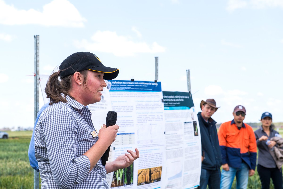 CCH_USQ's tweet photo. #USQResearcher Prue Bottomley, Anke Martin & Gavin Ash presented at the #Tosari Crop Research Centre field day. It gave researchers and growers the opportunity to discuss wheat and barley trials, as well as hybrid wheat and new release varieties. #crophealth @theGRDC @usqedu https://t.co/CcR768y1TW