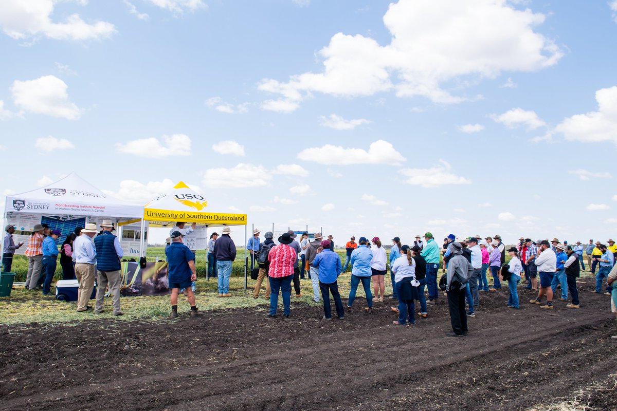 CCH_USQ's tweet photo. #USQResearcher Prue Bottomley, Anke Martin & Gavin Ash presented at the #Tosari Crop Research Centre field day. It gave researchers and growers the opportunity to discuss wheat and barley trials, as well as hybrid wheat and new release varieties. #crophealth @theGRDC @usqedu https://t.co/CcR768y1TW