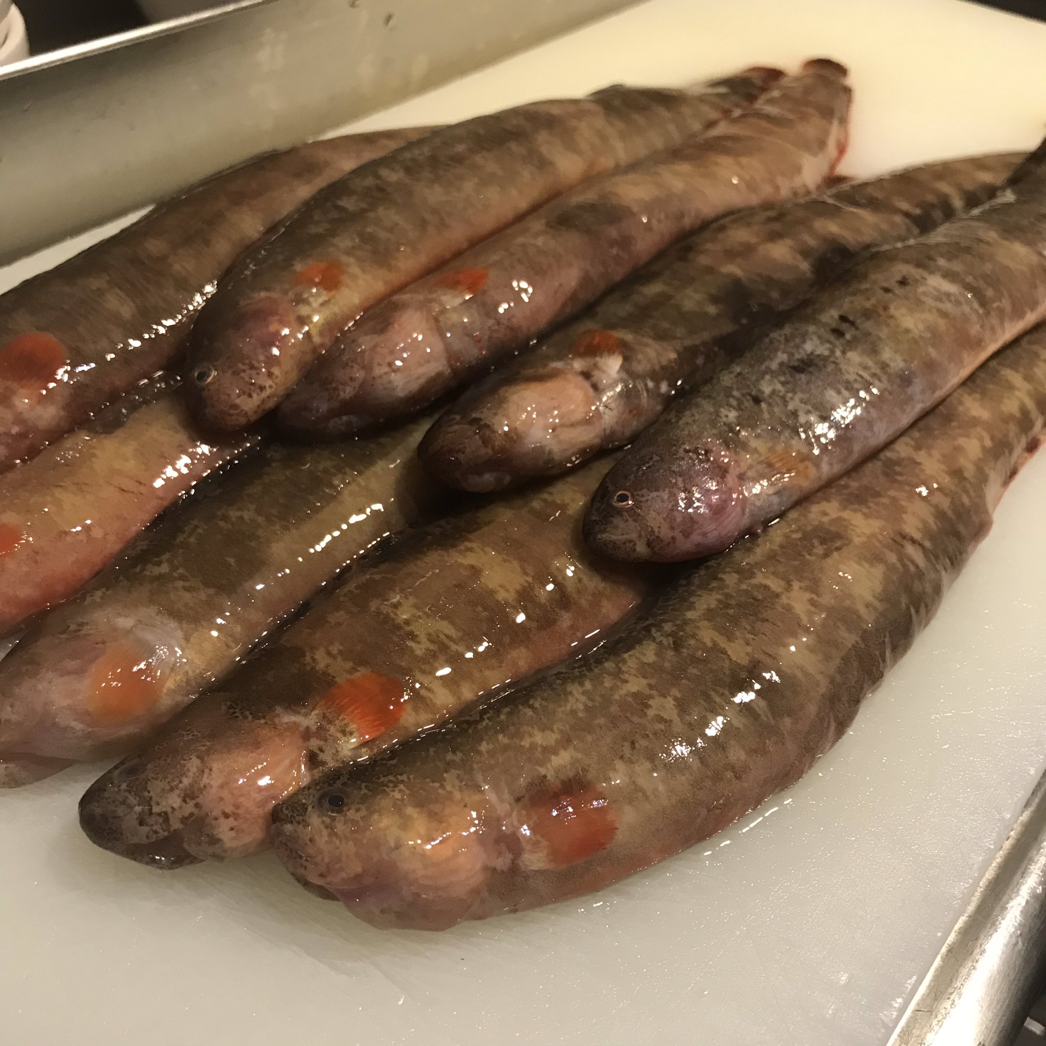 旬彩酒肴 ひな田 激レア ギンポ 銀宝 入荷しました 天ぷらで 肉厚でフワッとした 感じがたまりません 数量限定ですので お早めに 本日お席に空きがございます ご予約 ご来店お待ちしております 中野 居酒屋 刺身 野菜 焼酎 日本酒