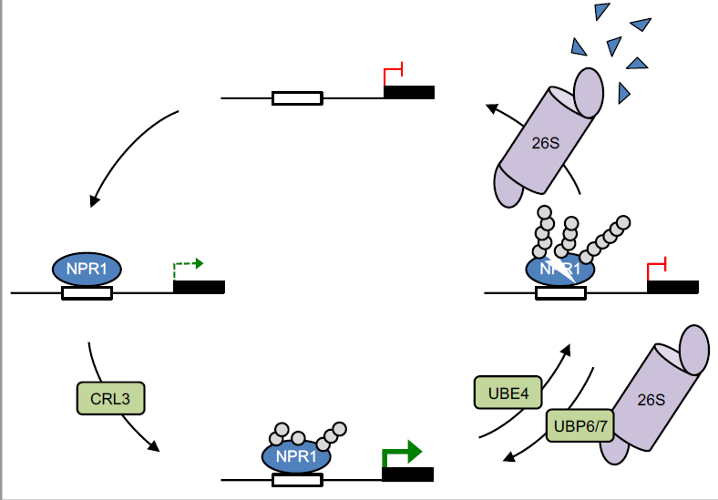 TrujilloLab's tweet photo. Great to see this finally out! Dynamic #ubiquitination determines transcriptional activity of the plant immune coactivator #NPR1 @SpoelLab @_michaelskelly https://t.co/0MTBPK66Hl