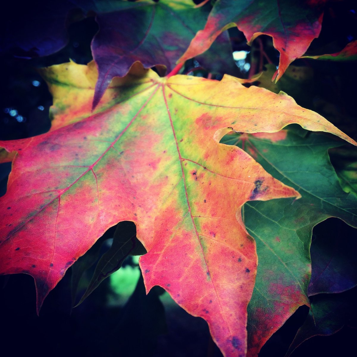 Autumn is here and the colours will soon look like this, so will love to see what you photograph this Autumn/Fall, wherever you may be. Just tag your images with #autumncolour