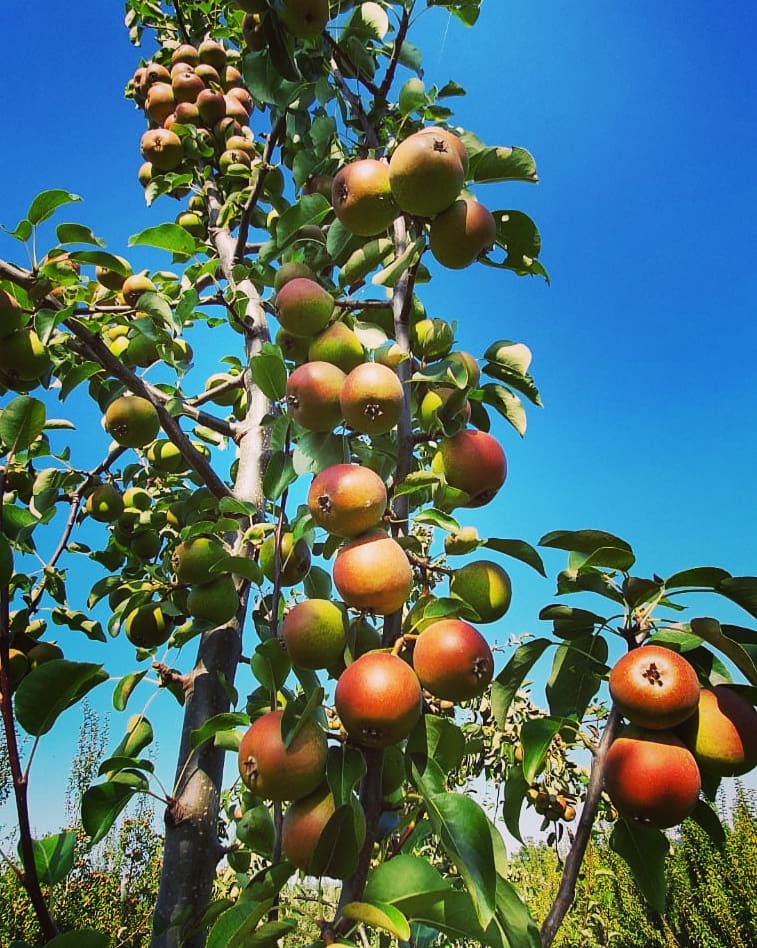 NextGenFruit's tweet photo. Perry pears in Herefordshire
-
#nextgen #perrypears #pears #harvest #orchard #autumn #autumncolour #cider #perrycider https://t.co/isfXNkpNqH