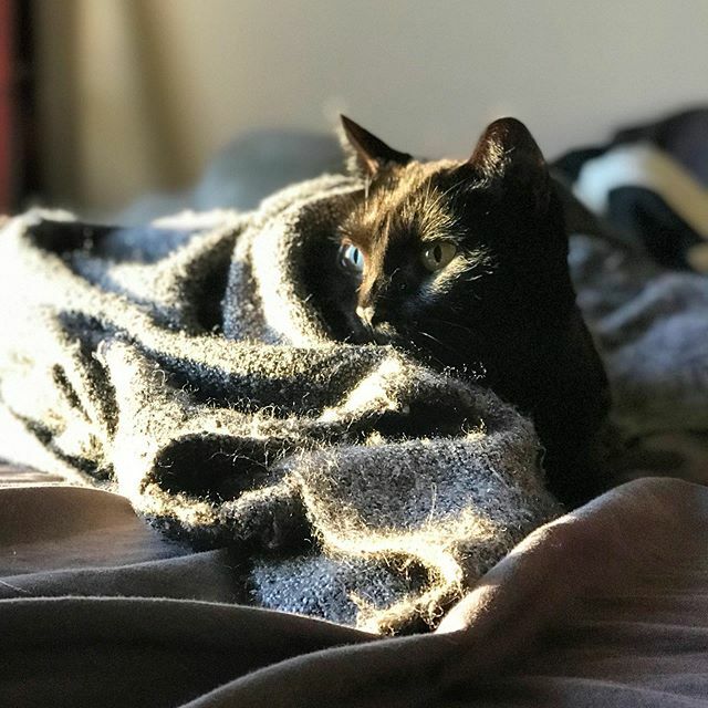 Kates1338's tweet photo. Snuggle Puss

#october #fallfeels #fall #cold #snuggle #snugglecat #catsofinstagram https://t.co/PvAsukhIi8 https://t.co/eBbH4QpHRW