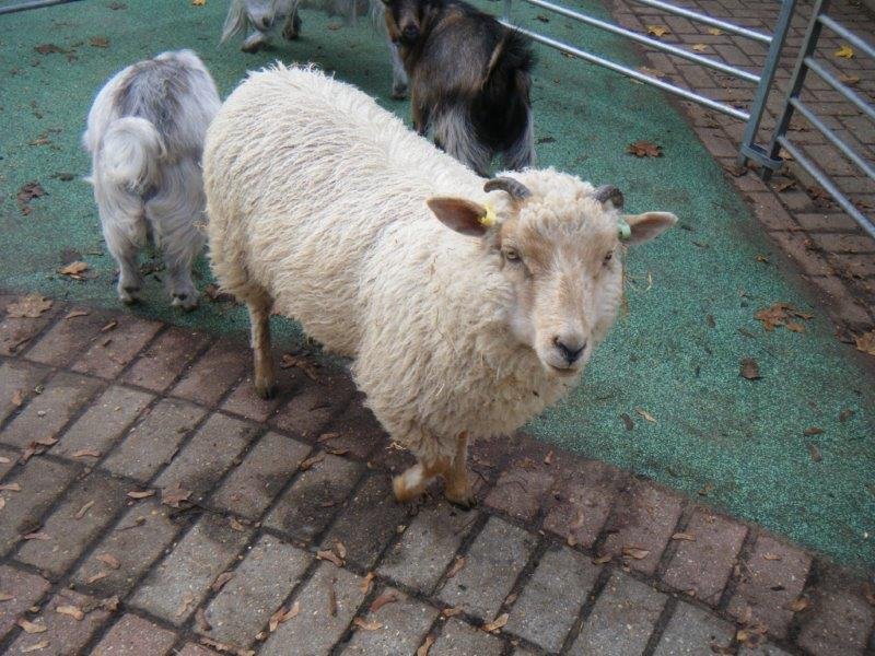 GreyfriarsDay's tweet photo. We have had an exciting day today with @MillersArk coming down to the nursery and bringing along some of the farm animals they have. Thank you so much to all the children who were well behaved and petted the animals. #farming #animals #nursery #fun #learningtogether https://t.co/esXsoxYCG6
