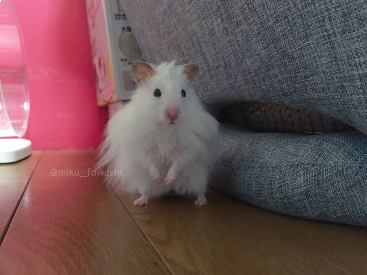 ট ইট র み く さ ん もこ もこちゃんはよく立つ いつもキョトン顔 ハムスター 長毛ハムスター ロングヘア ハムスター ゴールデンハムスター ハムスターのいる生活