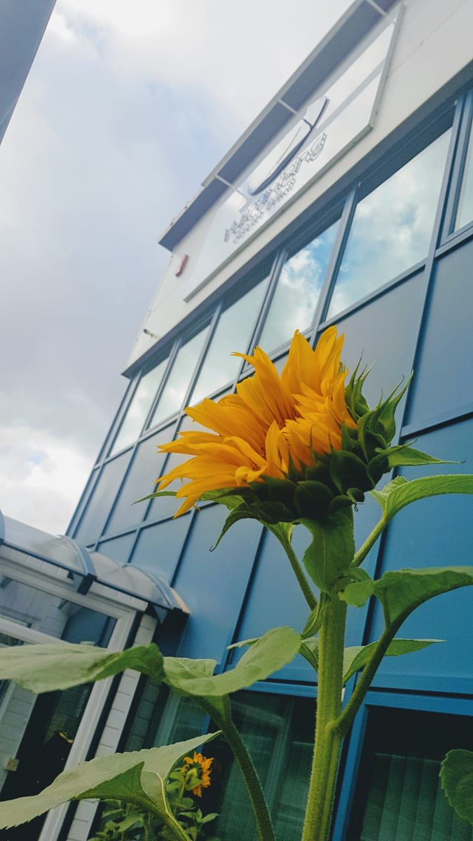 Vulcanising_SW's tweet photo. Announcing the winner of the VSW Inc. Belting Solutions Grow the Tallest Sunflower 🌻 🌻 competition... Our MD Greg! And the close runner up was Morgan - well done guys! 🏆 Who will win next year's rematch? Challenge accepted.
#problemsolvers #sunflowers #belting #conveyorbelting https://t.co/F3kDfRqE7Q
