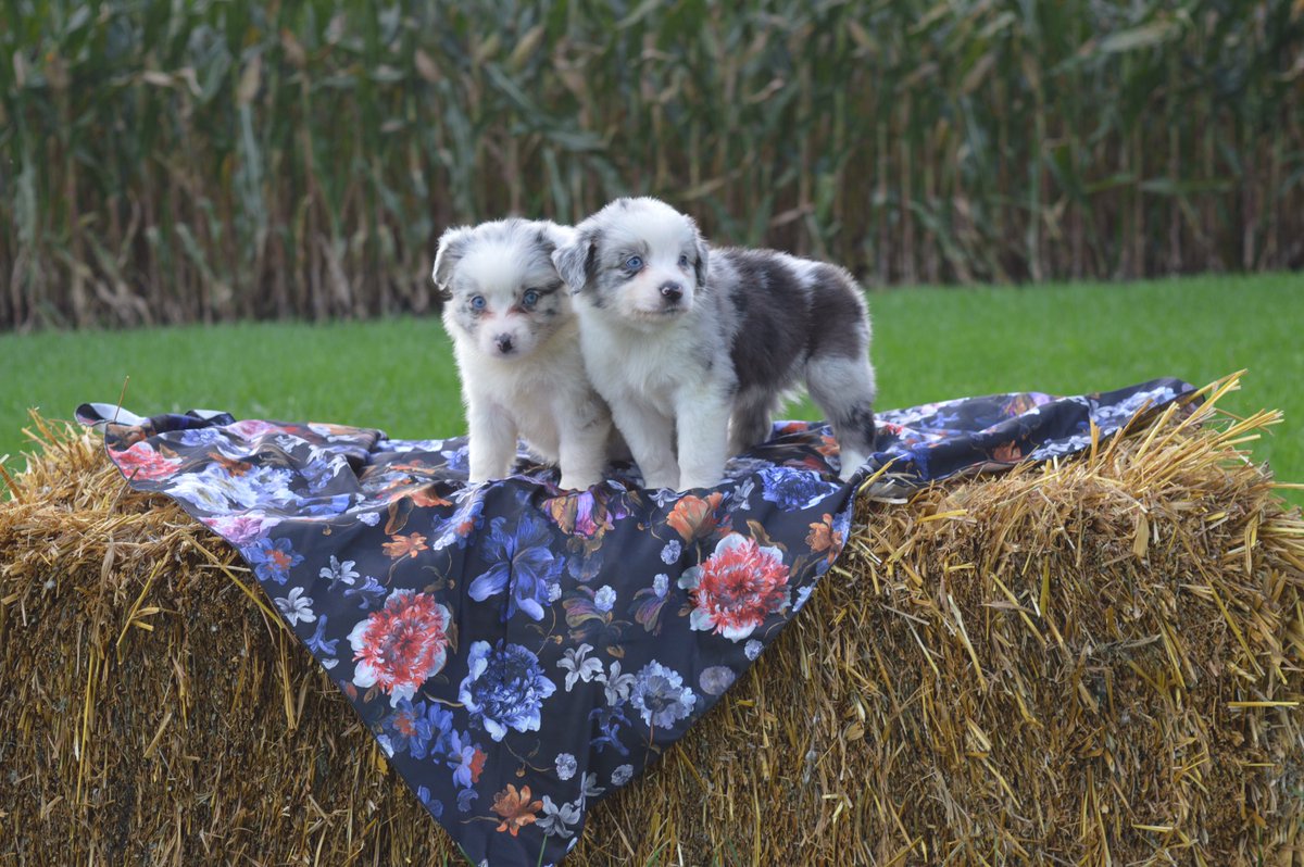 MrRiderAllNight's tweet photo. I have the cutest litter of mini Aussie pups for sale! Send me a DM or give me a call (815) 675-1026 https://t.co/NDp5gO1aCD