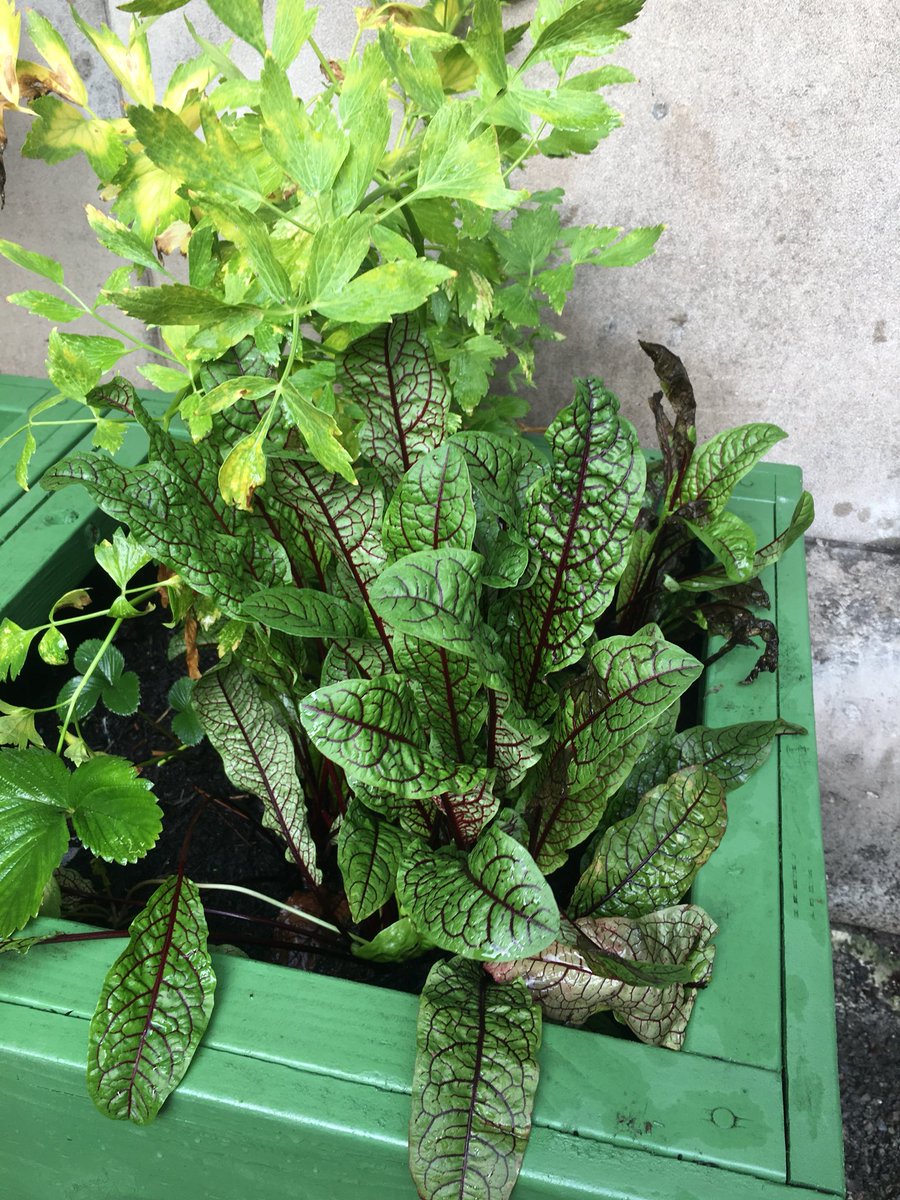 Abundant harvests ready for you to take from our #GreenerBristol beds!!
Help yourself to #BristolsUrbanHarvest