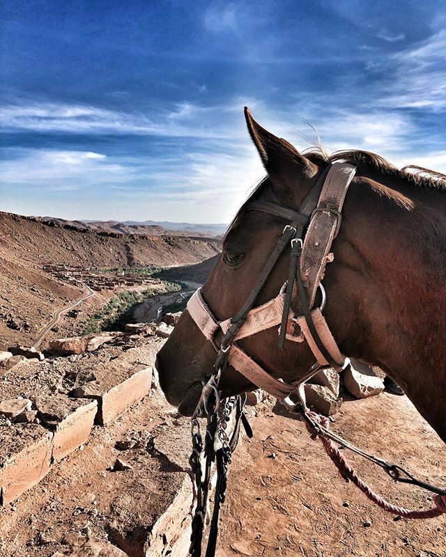 « Chams », mon compagnon de voyage dans cette belle épopée dans l’Atlas alias #jeanmichelsécu 🤣
•
•
•
#atlas #maroc #morroco #morrocotravel #horse #cheval #trip #girlstrip #holidays #vacances ift.tt/312EoGG