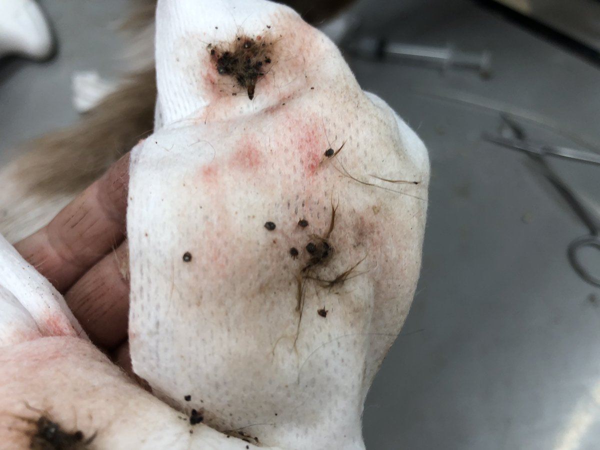 Rootstock それでもあなたはまだ命をお金で買いますか ノミ マダニ 疥癬 耳ダニ フィラリア まぁオールスターです フロントラインを付けたら身体中に浮き上がるノミの大群 耳の先の黒いかさぶたは マダニの集団 疥癬と栄養状態が悪く毛は