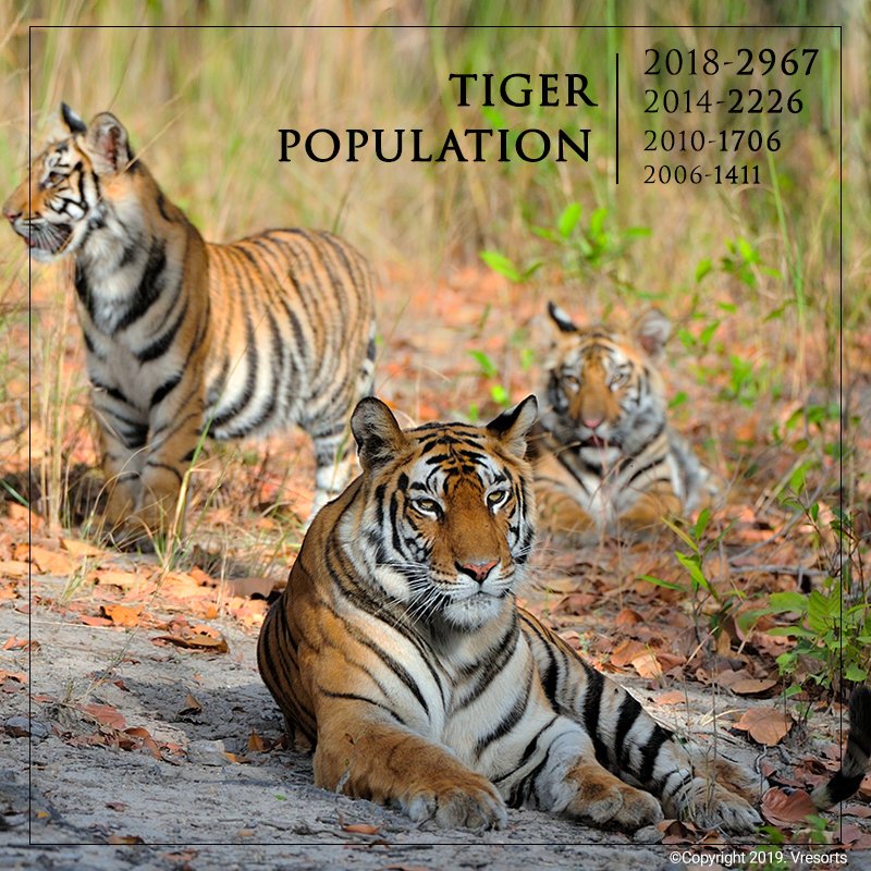 #WildlifeWednesday 

Status of Tigers in India Report, 2018 reveals that there are an estimated 2,967 tigers in the wild in India — 33 % higher than the number of tigers counted in 2014, and double that of the 2006 population.
#Tigers #TigerPopulation