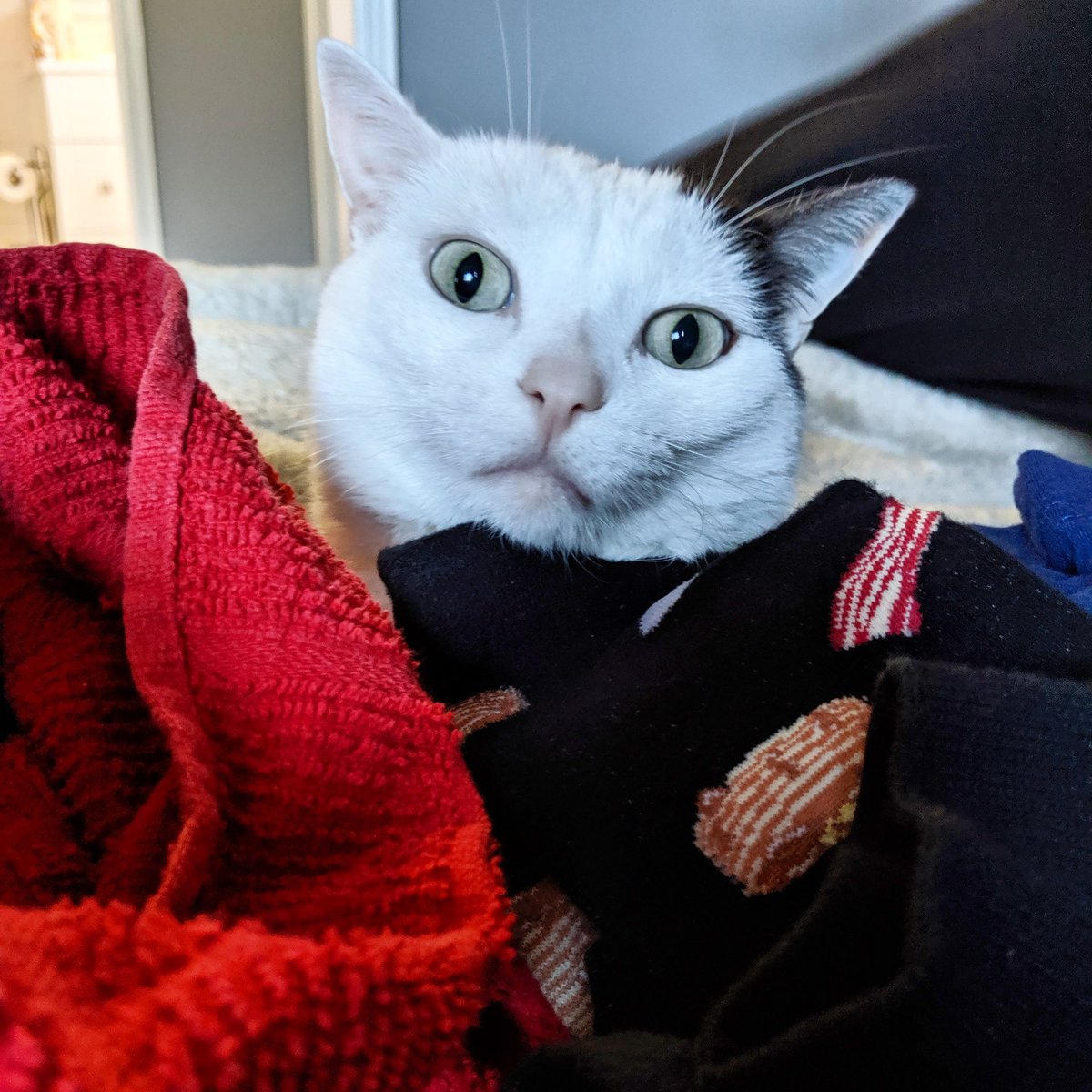 HouseofFuzz's tweet image. Oh Oh! laundry Avalanche #CatsOfTwitter