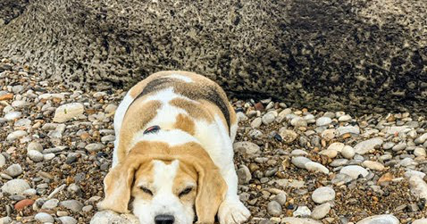 MandyCharlton's tweet photo. Just published a new article: The diary of a slightly demented middle aged woman, part 2 #todayihave https://t.co/AVvdtoGVBX #Beagle #Mower #Dog https://t.co/2WQwdQ4EYl