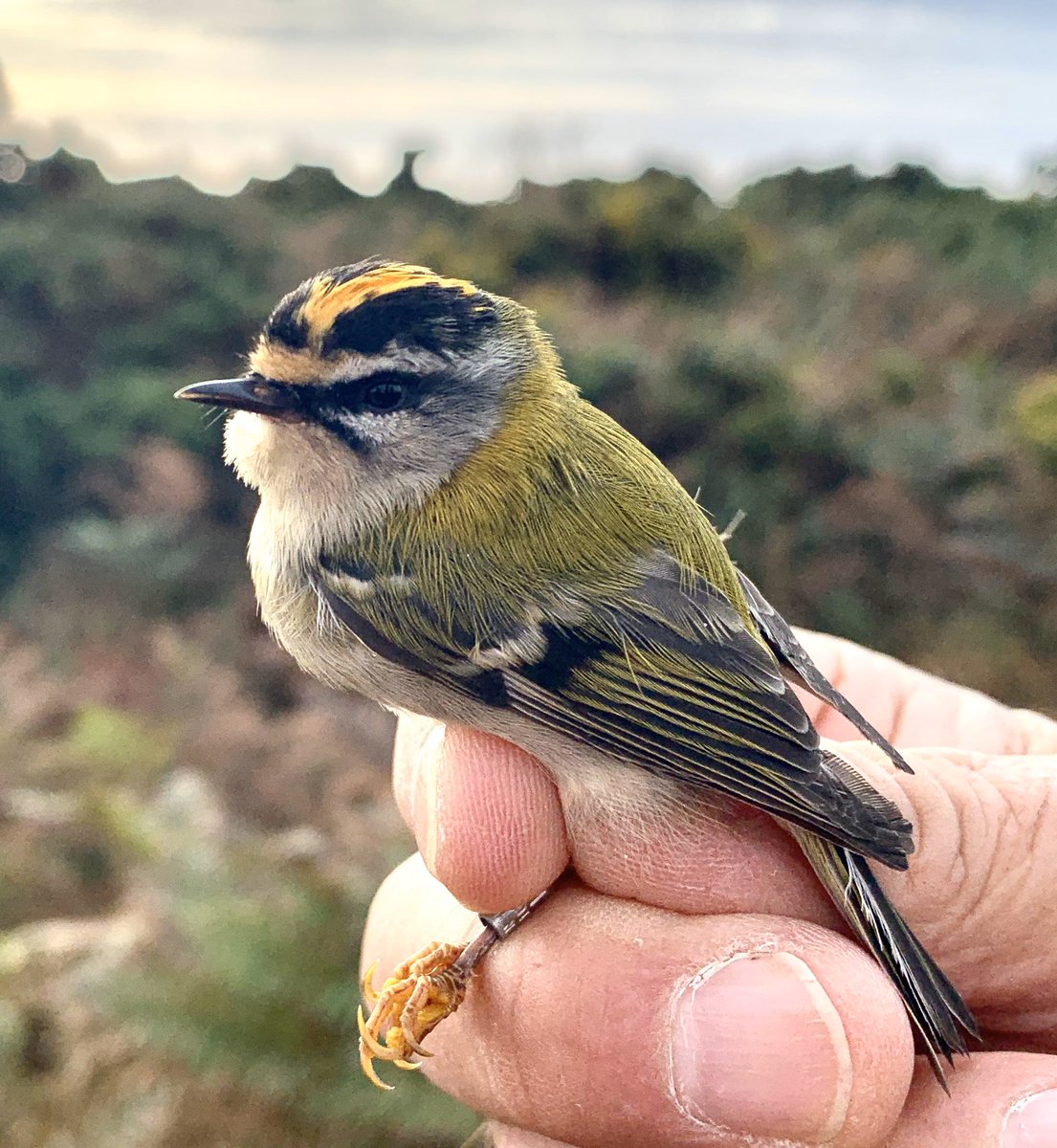 One of the three Firecrest ringed at Dunwich Heath.