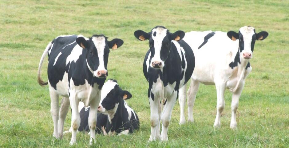 🆕 Age au vêlage, quelle stratégie avons-nous adopté à Bel Orient ?
On vous explique notre choix et nos premiers résultats ⬇️
Et vous, quelle stratégie avez-vous choisi ?
bel-orient.fr/blog/post/age-…
#velage #agriculture