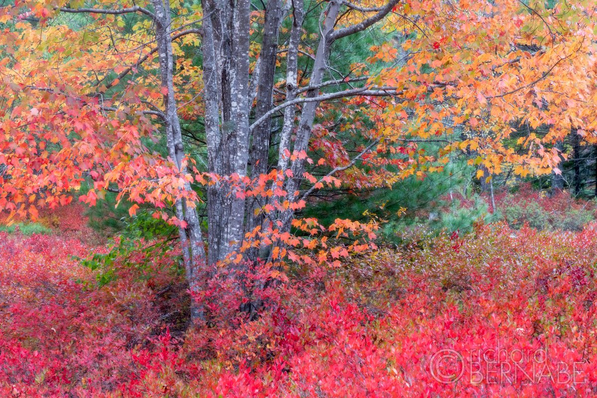 Richard Bernabe tweet media