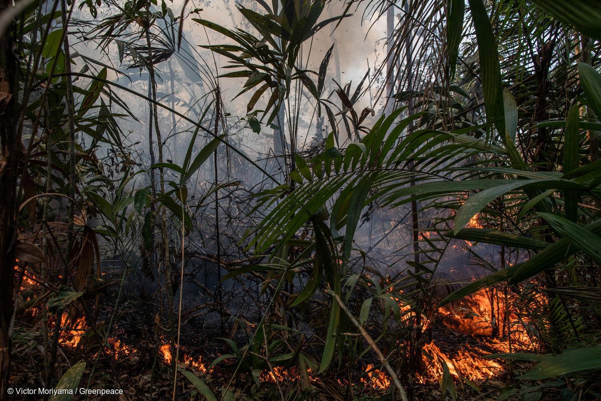 Estamos juntos na luta pela maior floresta tropical do mundo e todas as formas de vida que nela habitam. ✊🏾🌳💧
Assine o abaixo-assinado em defesa da Amazônia: act.gp/35jRt1V #TodosPelaAmazônia

📸: @victormoriyama / Greenpeace