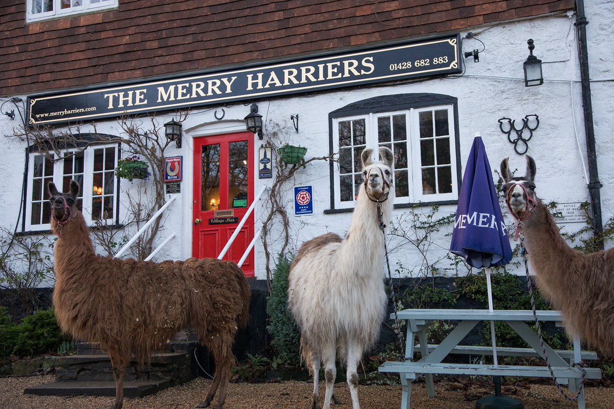 Book a winter morning Llama trek &amp; enjoy the crisp, frosty mornings on the #surreyhills! The perfect addition to your #winterbreak! Stay in one of our garden rooms, inn rooms or #shepherdhuts &amp; have an unforgettable experience! Our #Llama treks also make the perfect gift!