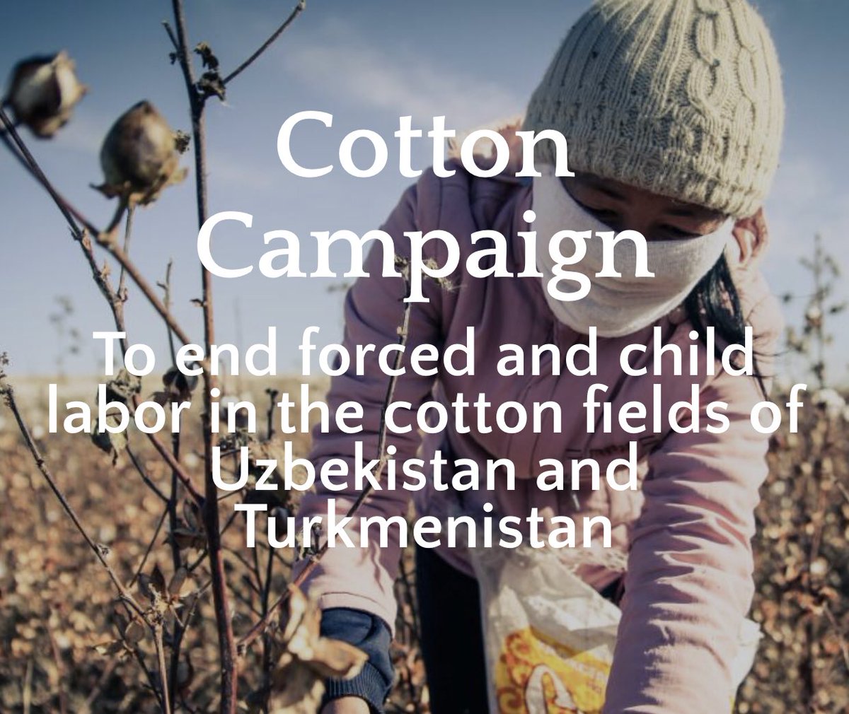 But slowly, and despite all the odds, the  @cottoncampaign (which includes both  @CrisisGroup and  @hrw) started to take off.  http://www.cottoncampaign.org  5/