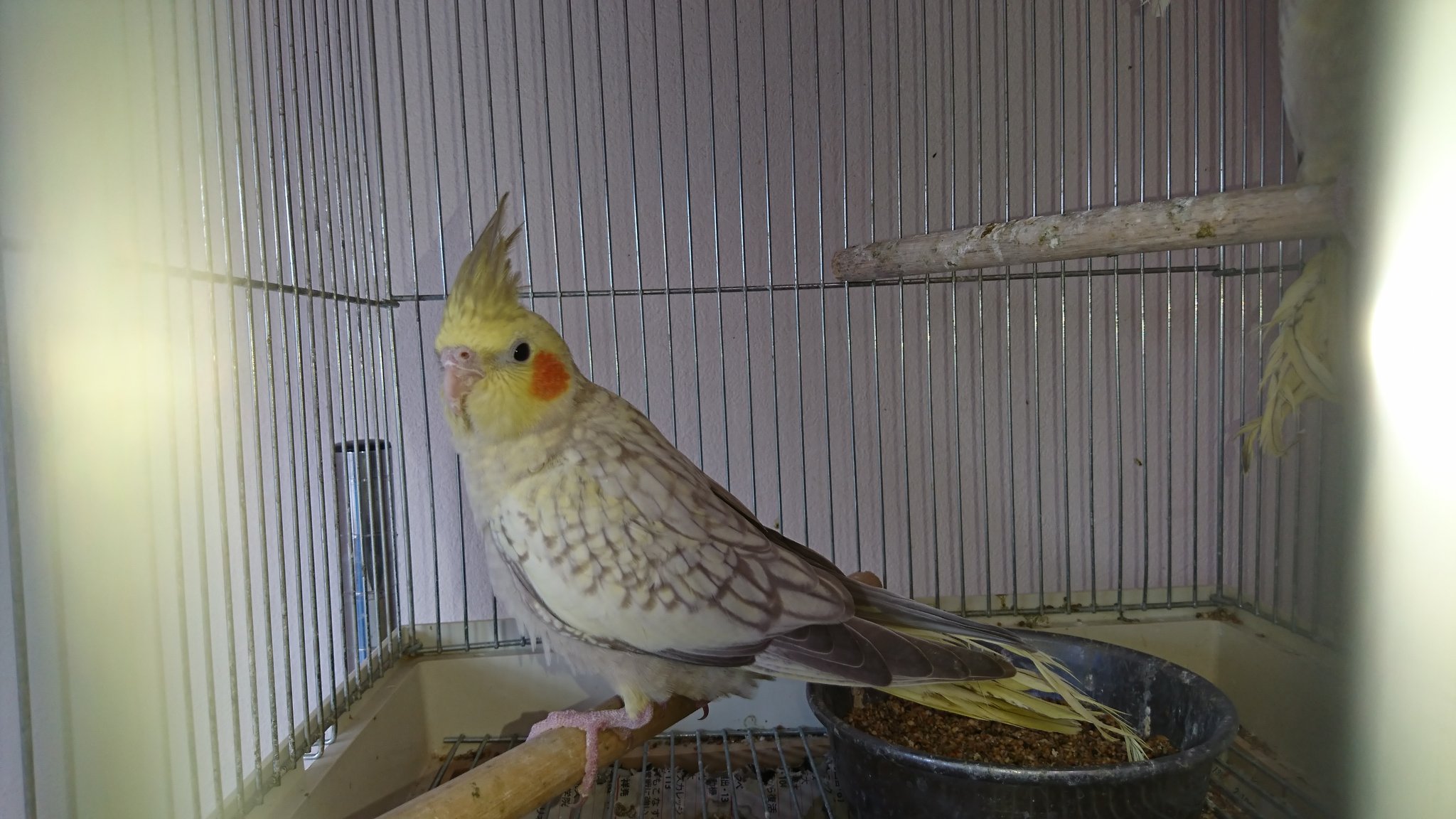 埼玉県ペットショップハピネス 小鳥 小動物 オカメインコ雛上がりシナモンパール値下げしました 前に居た子にしっぽをかじかじされてしまった為 限定2羽です なれてます 羽は生えかわります オカメインコ シナモンパール T Co Mczbnbk30i