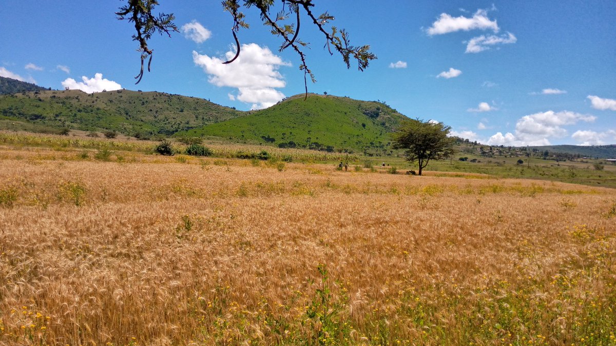 What a scenic view,Cherangany hills in North Rift Kenya.
Wheat at its final stages for harvest

#Cropnuts
#Soilmatters
