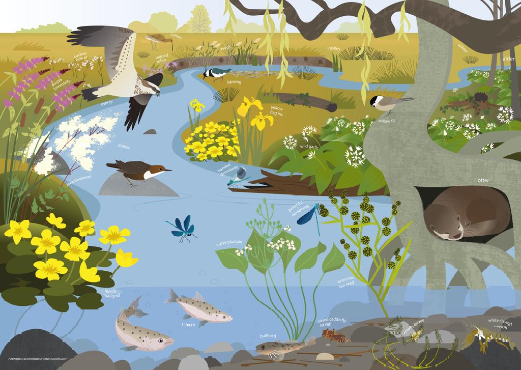 The wonderfully talented @rhudsondraws has illustrated the kind of #wildlife and #habitats we want to see more of in our #lowlandrivers. What's in yours? #floodplain #wetwoodland #woodydebris #underratedbullhead @Natures_Voice @DerbysWildlife @theriverstrust @CaBAtweets @The_RRC