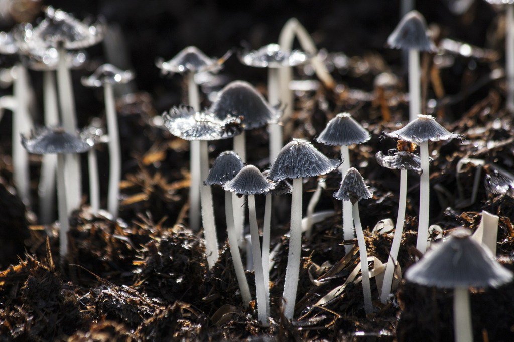 FarmaIntroini's tweet photo. I FUNGI IN MEDICINA https://t.co/Vc9ykaHxC8 https://t.co/z4Ys7iUveD