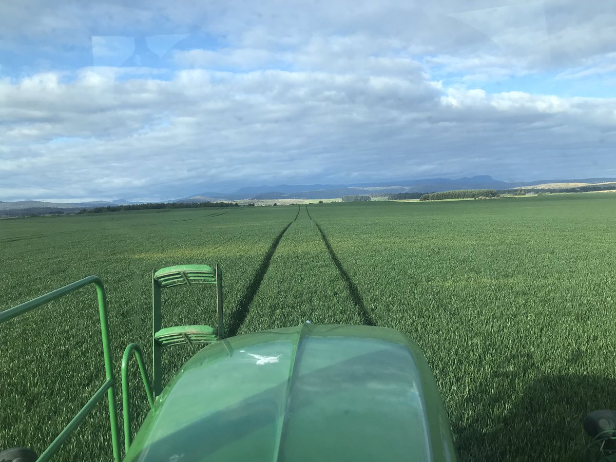 Rust infection showing up in Bennett wheat, ( yellowing teardrop in mid photo) indicating prevailing wind direction...